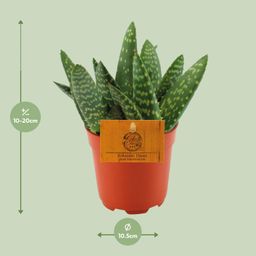 Aloe Paradisicum - Ø10,5 ↕15 (12854)