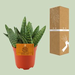 Aloe Paradisicum - Ø10,5 ↕15 (12854)