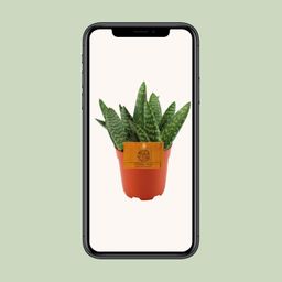 Aloe Paradisicum - Ø10,5 ↕15 (12854)