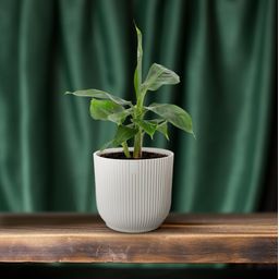 Musa Tropicana 12cm (28790)