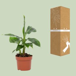 Musa Tropicana 12cm (28790)