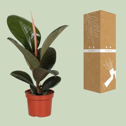 Ficus Elastica Robusta (9625)