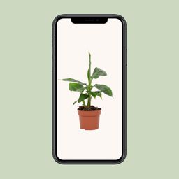 Musa Tropicana 12cm (28790)