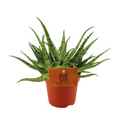 Aloe Spider - Ø10,5 ↕15 (12818)