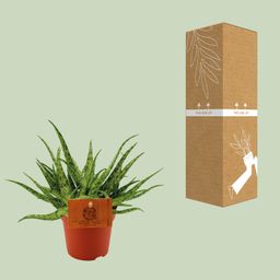 Aloe Spider - Ø10,5 ↕15 (12818)