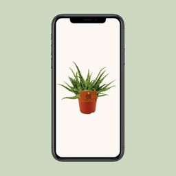 Aloe Spider - Ø10,5 ↕15 (12818)