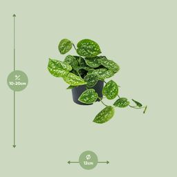 Scindapsus Pictus Argyraeus (8720634284752)