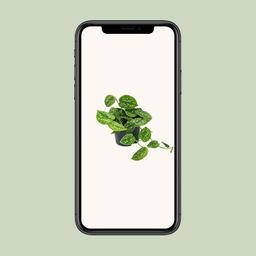 Scindapsus Pictus Argyraeus (8720634284752)