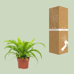 Asplenium Antiquum 12cm (28764)