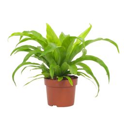 Asplenium Antiquum 12cm (28764)