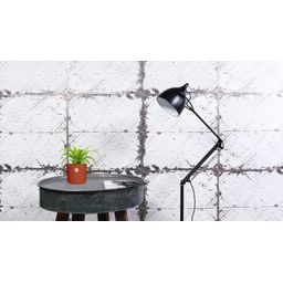 Asplenium Antiquum 12cm (28764)