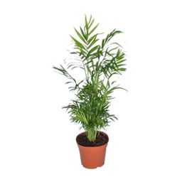 Chamaedorea Elegans - Mexicaanse Bergpalm (8720634284288)