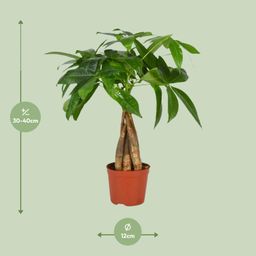 Pachira Aquatica (12554)