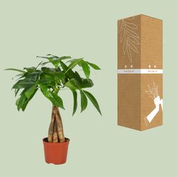 Pachira Aquatica (12554)