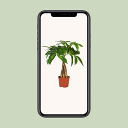 Pachira Aquatica (12554)