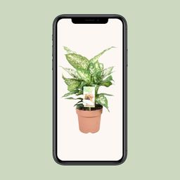 Dieffenbachia Compacta (9693)