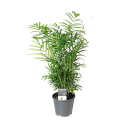 Chamaedorea Elegans (16266)