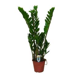 Zamioculcas Zamiifolia (8720634284660)