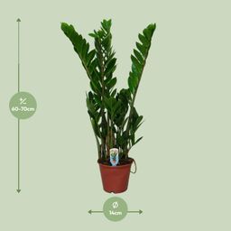 Zamioculcas Zamiifolia (8720634284660)