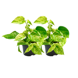 Epipremnum Marble Queen - 2 stuks - Ø15cm - Ø12cm (25570)