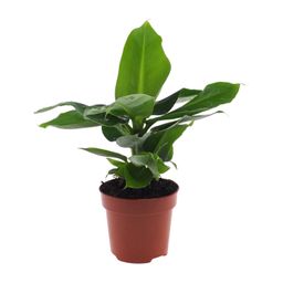 Musa Oriental Dwarf (8720634287364)