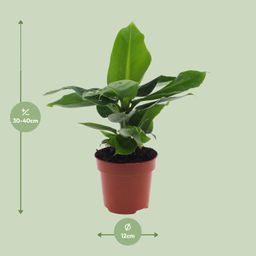 Musa Oriental Dwarf (8720634287364)