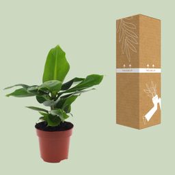 Musa Oriental Dwarf (8720634287364)