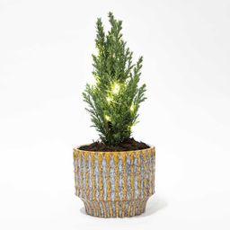 Kerstboom 'Ellwoodii' + Pot Echo + 20 Kerstverlichting - 25 - 30 cm hoog (8720872023250)