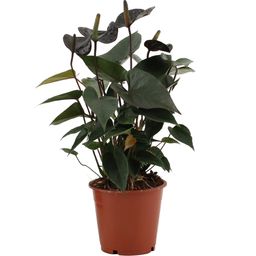 Anthurium Black Love In Transparant Sleeve (28824)