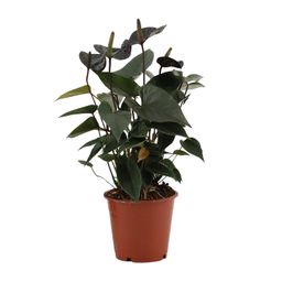 Anthurium Black Love In Transparant Sleeve (28824)