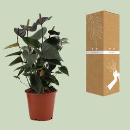 Anthurium Black Love In Transparant Sleeve (28824)