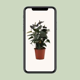 Anthurium Black Love In Transparant Sleeve (28824)