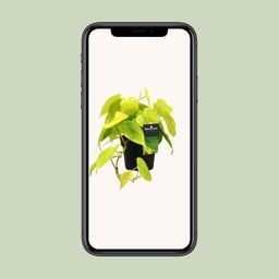 Philodendron Lime (12462)