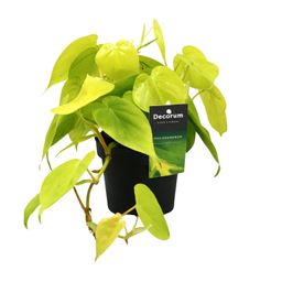 Philodendron Lime (12462)