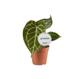 Anthurium Crystallinum (44007)
