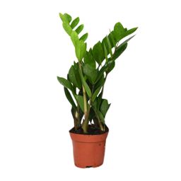 Zamioculcas Zamiifolia (8720634287692)