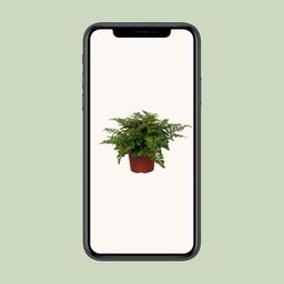 Asplenium Parvati (9631)