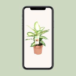 Dieffenbachia Camilla (9707)