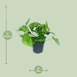 Scindapsus Pictus Trebie (16428)