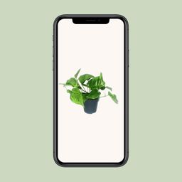 Scindapsus Pictus Trebie (16428)