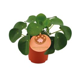 Pilea Peperomioides (12838)