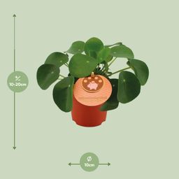 Pilea Peperomioides (12838)