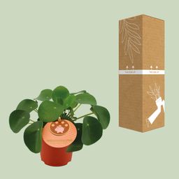 Pilea Peperomioides (12838)