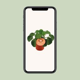 Pilea Peperomioides (12838)