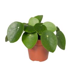 Pilea Peperomiodes - Pannekoekenplant (8720634285025)