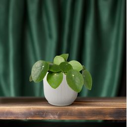 Pilea Peperomiodes - Pannekoekenplant (8720634285025)