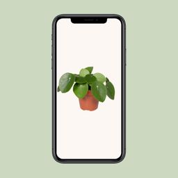 Pilea Peperomiodes - Pannekoekenplant (8720634285025)