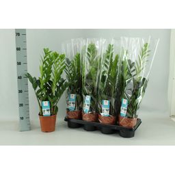 Zamioculcas 14cm (22453)