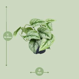 Scindapsus Pictus Trebie (8720634284714)