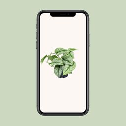 Scindapsus Pictus Trebie (8720634284714)